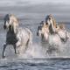 Carte Jorge Llovet - Horses Running at the Beach - 14x14 cm
