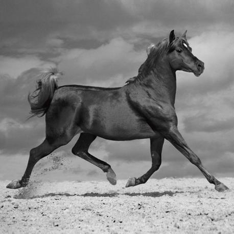 Carte Jorge Llovet - Black Horse - 14x14 cm