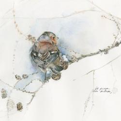 Carte Julie Wintz_Litty - Pinson des arbres - 14x14 cm