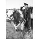 Affiche La Vache et le prisonnier - Fernandel - Dim: 50x70 cm