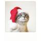 Carte Noël Pickmotion de @Poonchic - Christmas cat - 10.5x13 cm